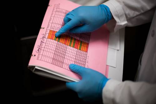 Summer Scholars student Derek Tonello works on his research project which focuses on trace amine associated receptor 1 and vulnerability to methamphetamine use disorders while in Kindschi Hall of Science on July 15, 2021. Tonello is studying biomedical sciences at Grand Valley State University.   (Photo release on file)